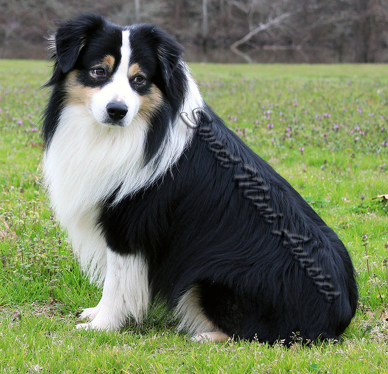 Timberline's Hez Bad to the Bone is a black tri small Standard Australian Shepherd male.