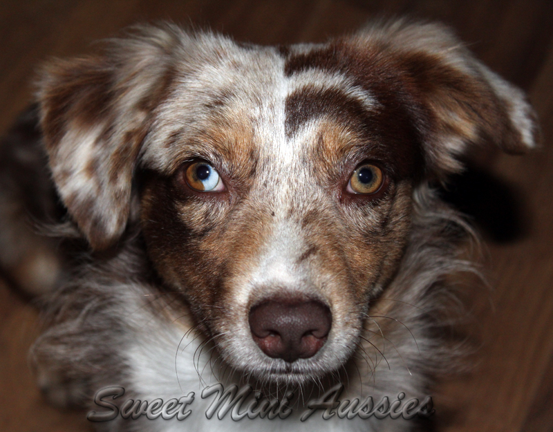 SMA's Prince of the Red Sea is a red merle male Mini Aussie.